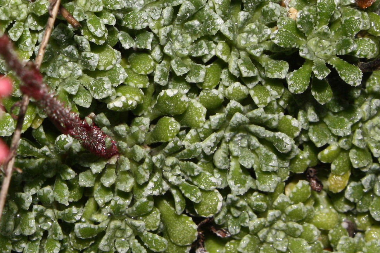 Saxifraga cochlearis